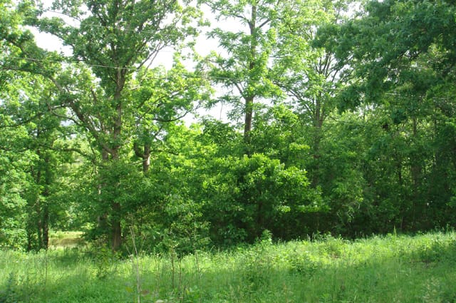 Whispering Oaks Tract 6 photo 2