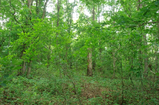 Whispering Oaks Tract 6 photo 4