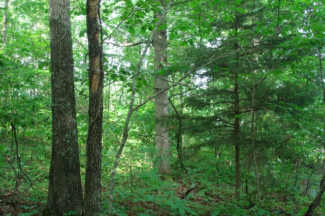 Whispering Oaks Tract 6 photo 5