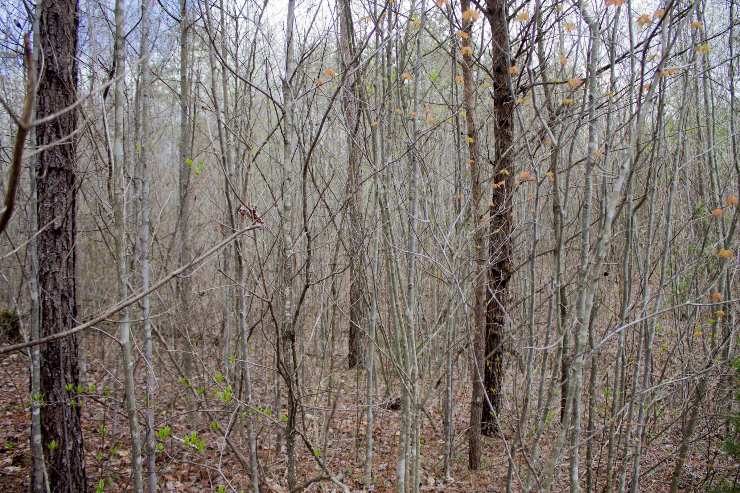 Hidden Hills Tract 21 photo 2