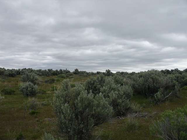California Pines Tract 8 photo 4