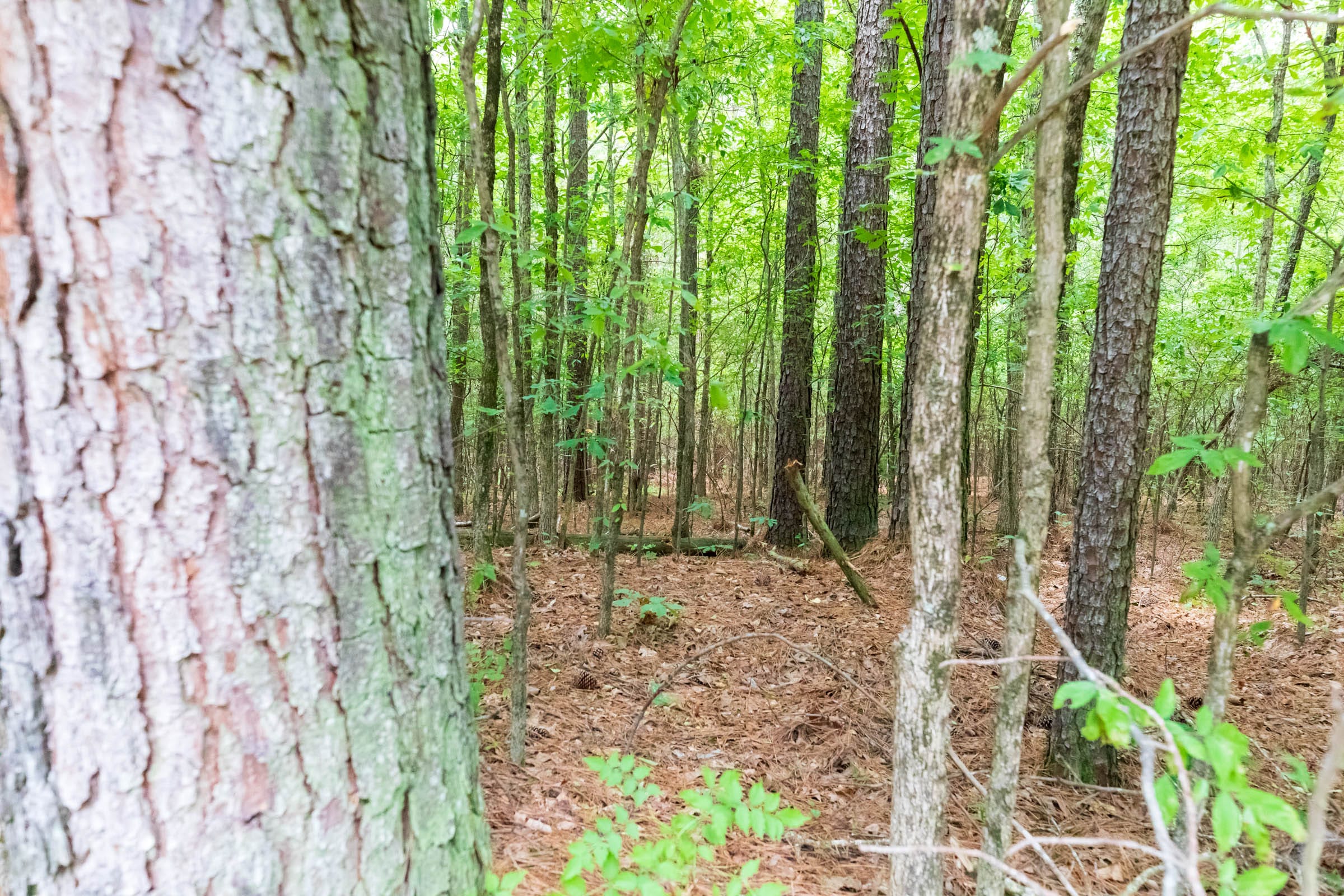 Whiskey Ridge Tract 4 photo 2