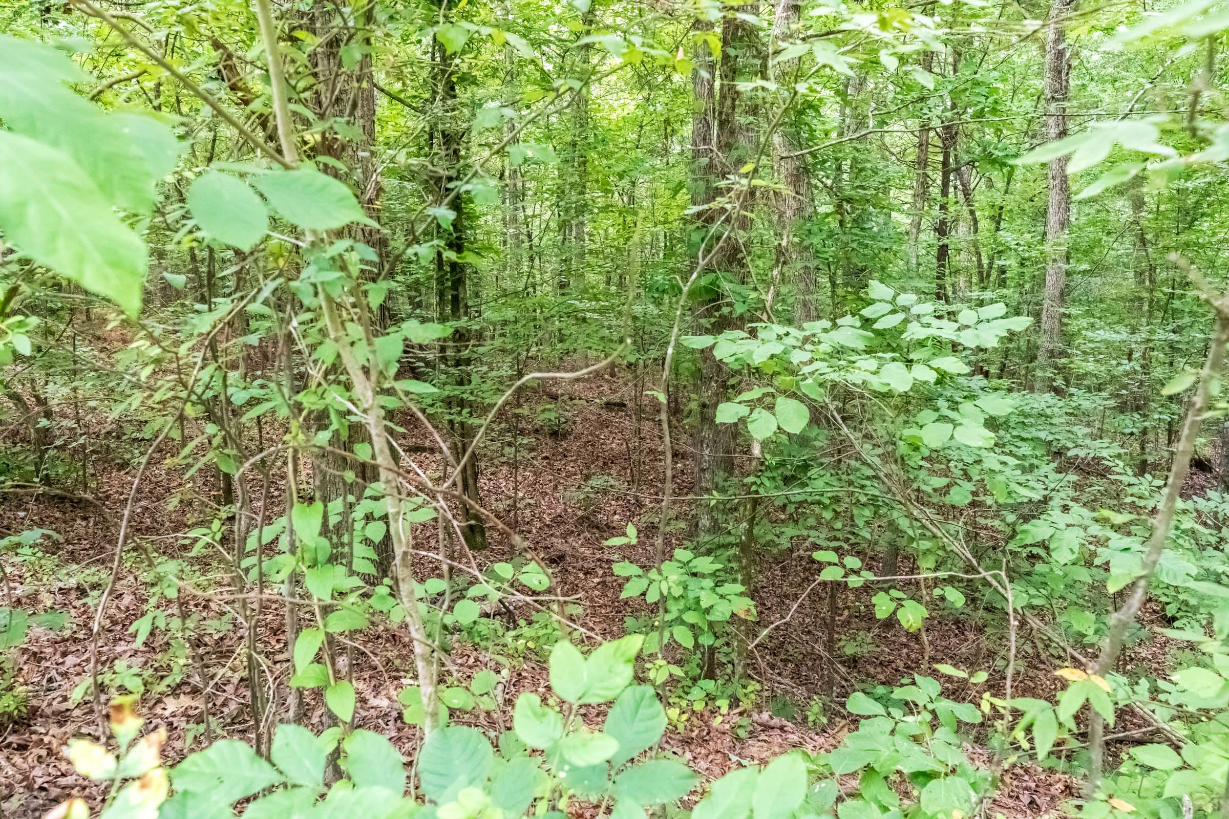 Whiskey Ridge Tract 4 photo 3