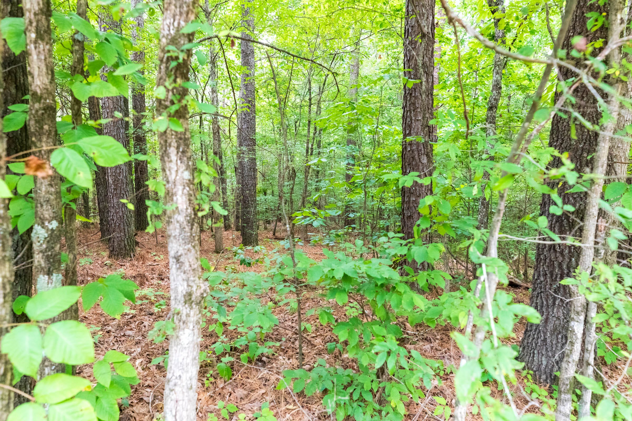 Whiskey Ridge Tract 4 photo 4