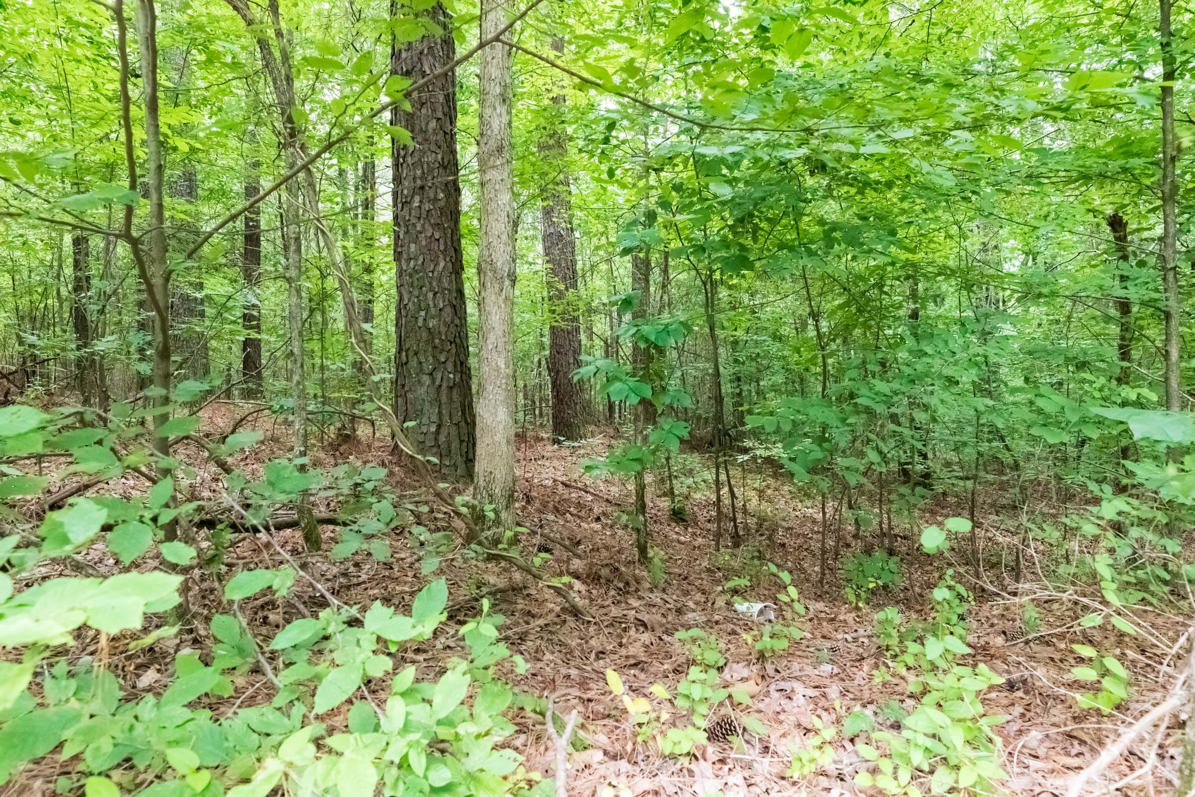 Whiskey Ridge Tract 4 photo 5