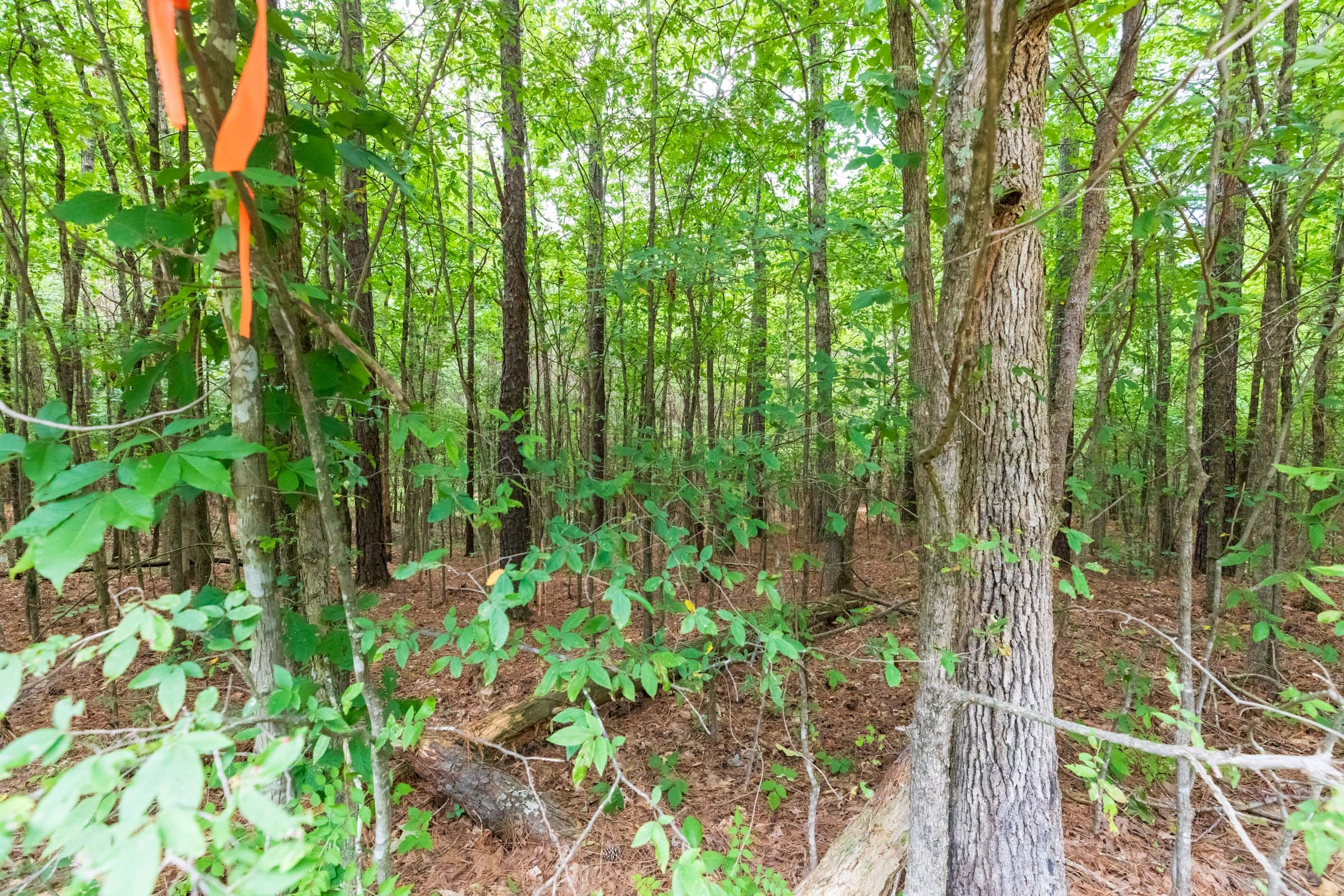 Whiskey Ridge Tract 4 photo 8