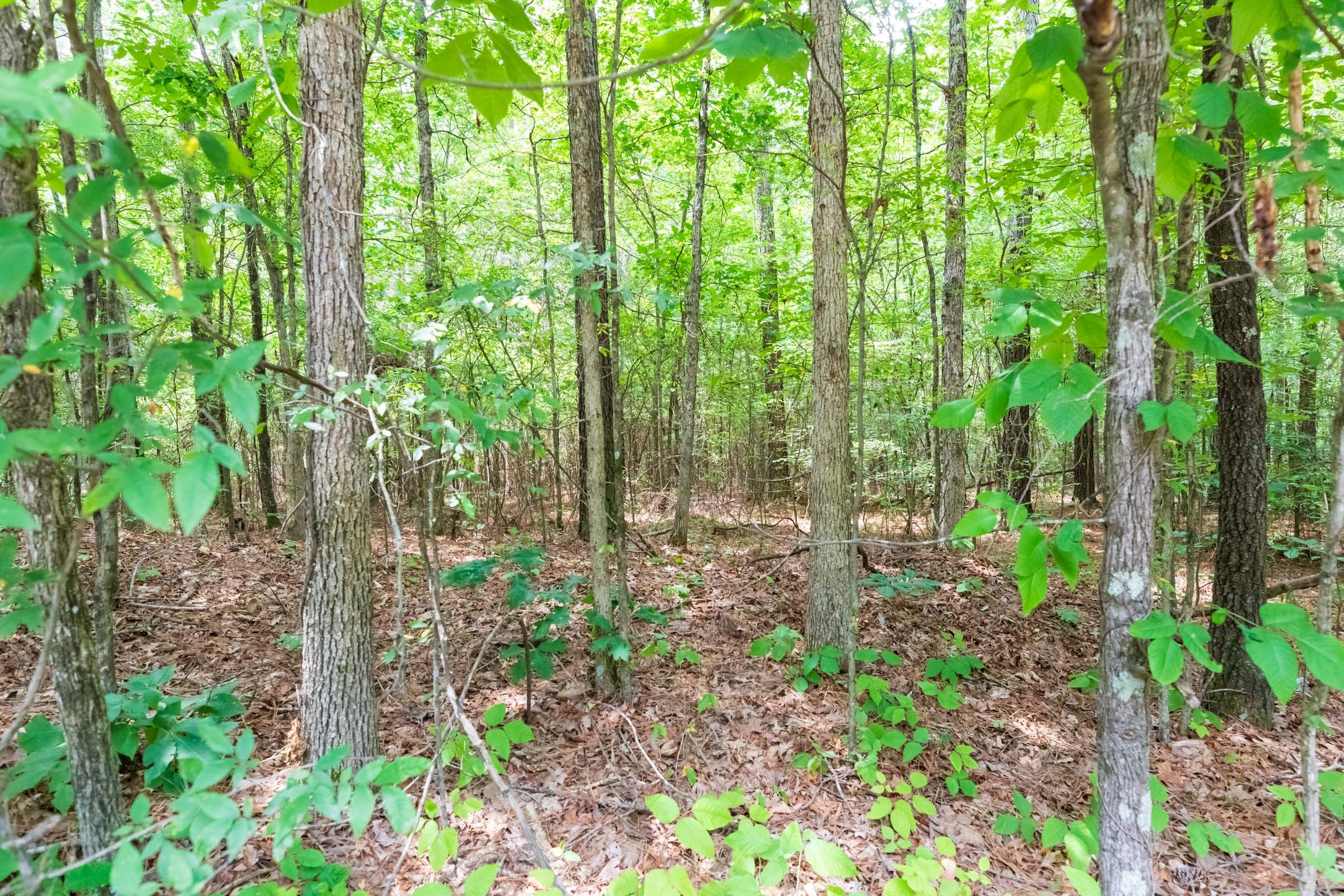 Whiskey Ridge Tract 4 photo 9