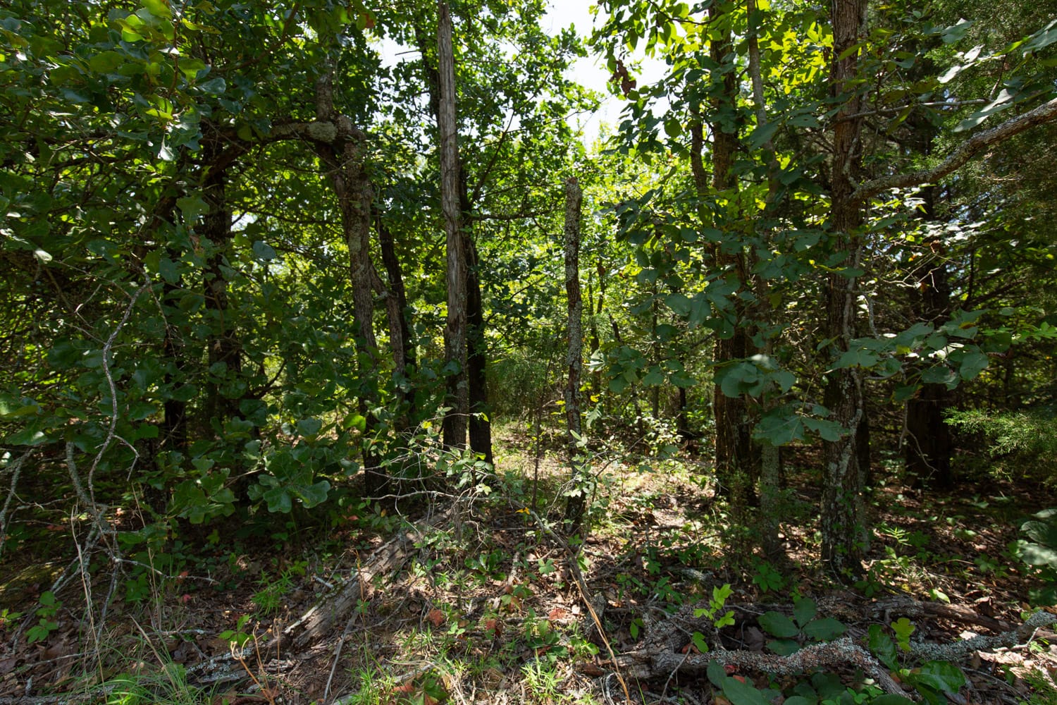 Timber Ridge Tract 59 photo 3
