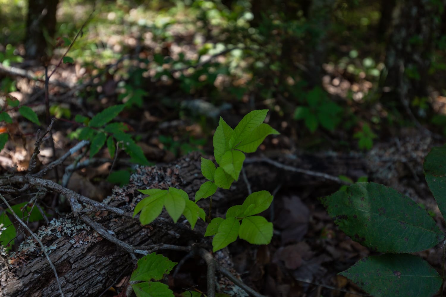 Timber Ridge Tract 59 photo 4