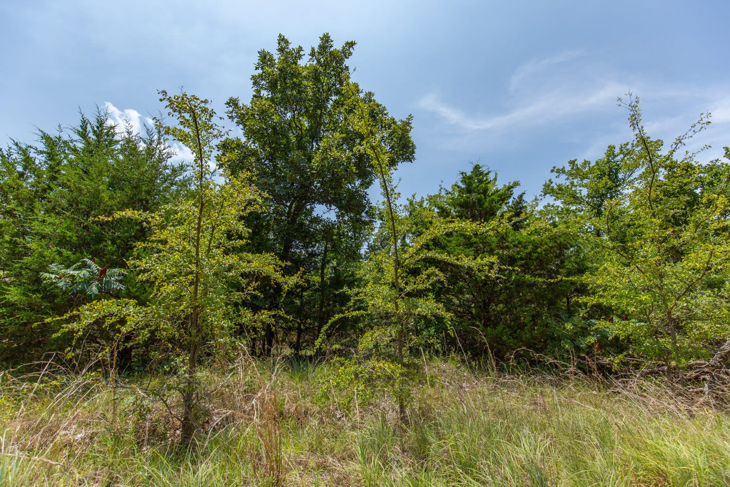 Timber Ridge Tract 59 photo 1