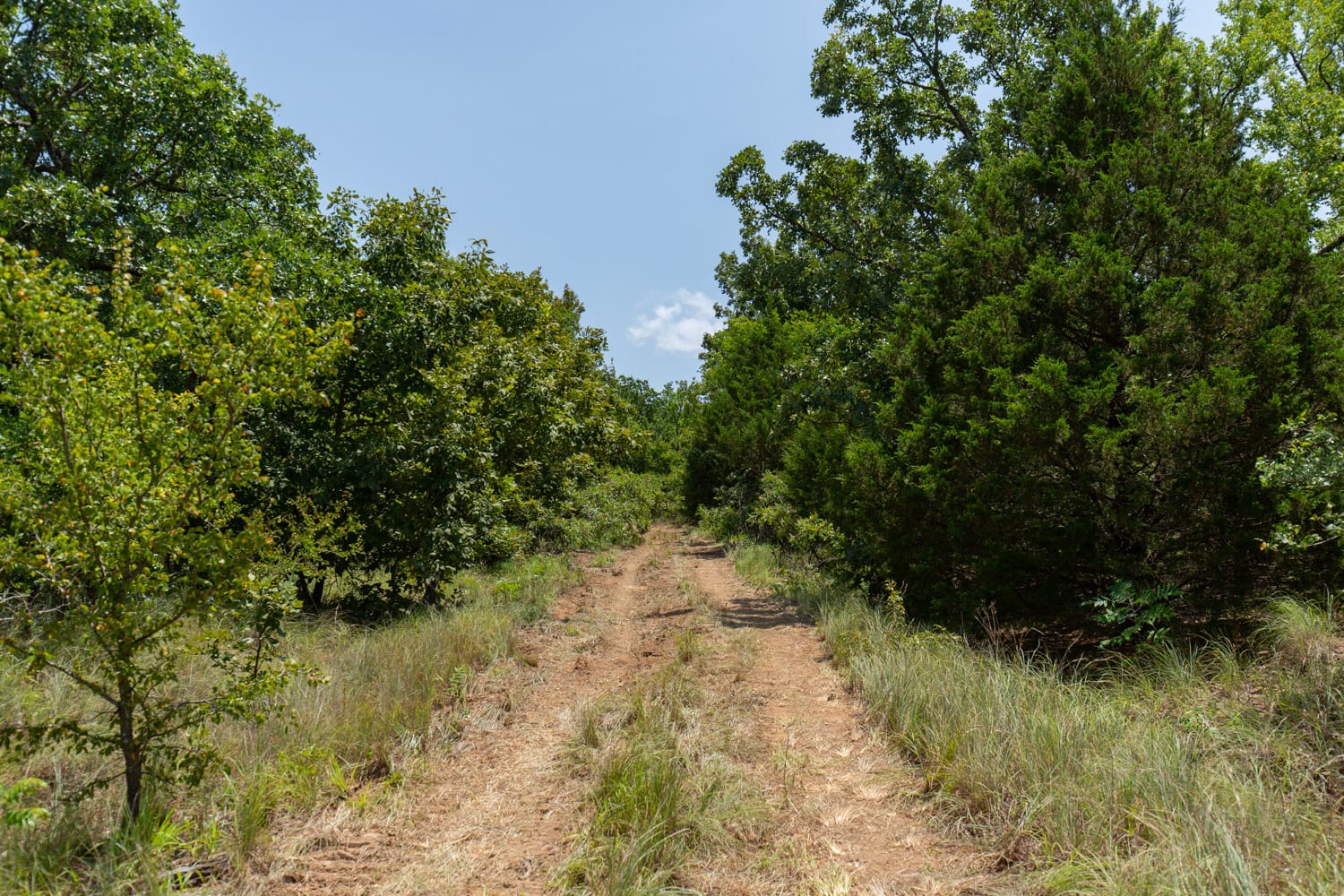 Timber Ridge Tract 59 photo 6