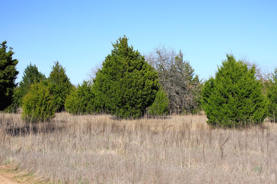 Montgomery Ranch Tract 17 photo 4