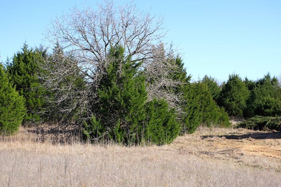 Montgomery Ranch Tract 17 photo 6