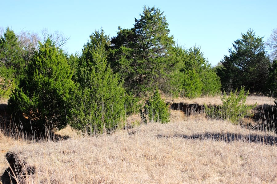 Montgomery Ranch Tract 17 photo 10