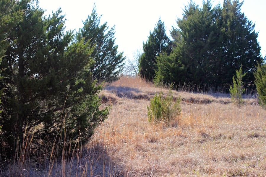 Montgomery Ranch Tract 17 photo 14