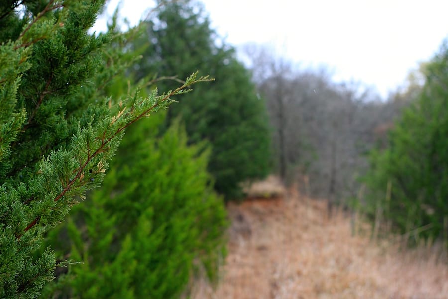 Montgomery Ranch Tract 17 photo 17