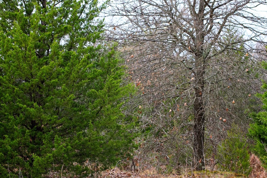 Montgomery Ranch Tract 17 photo 19