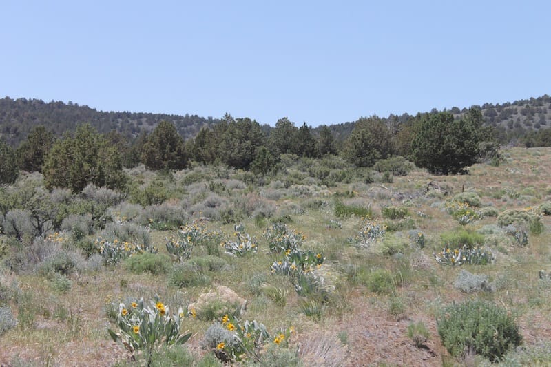 Moon Valley Ranch Tract 547 photo 3