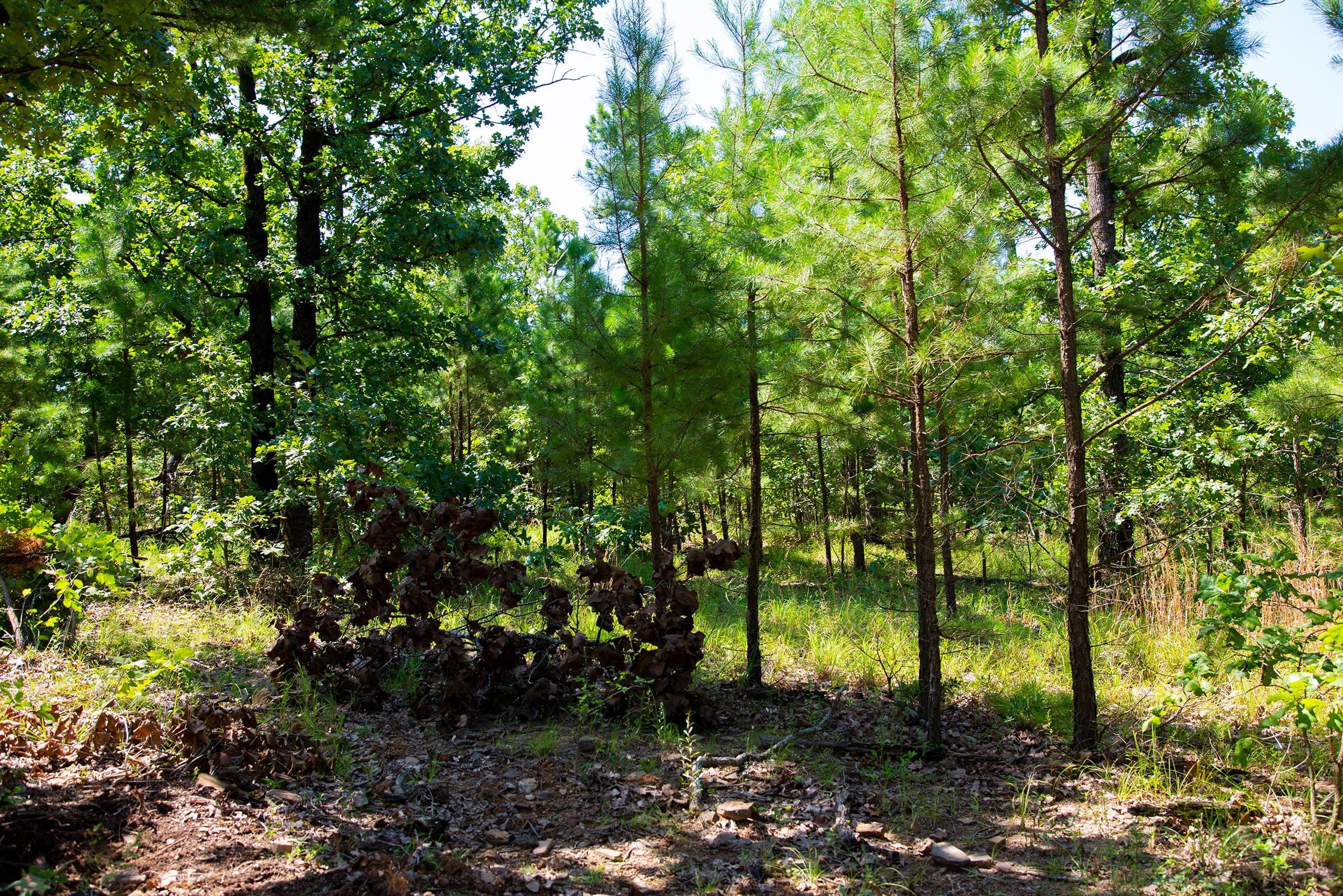 Tyler Stone Ranch Tract 74 photo 3