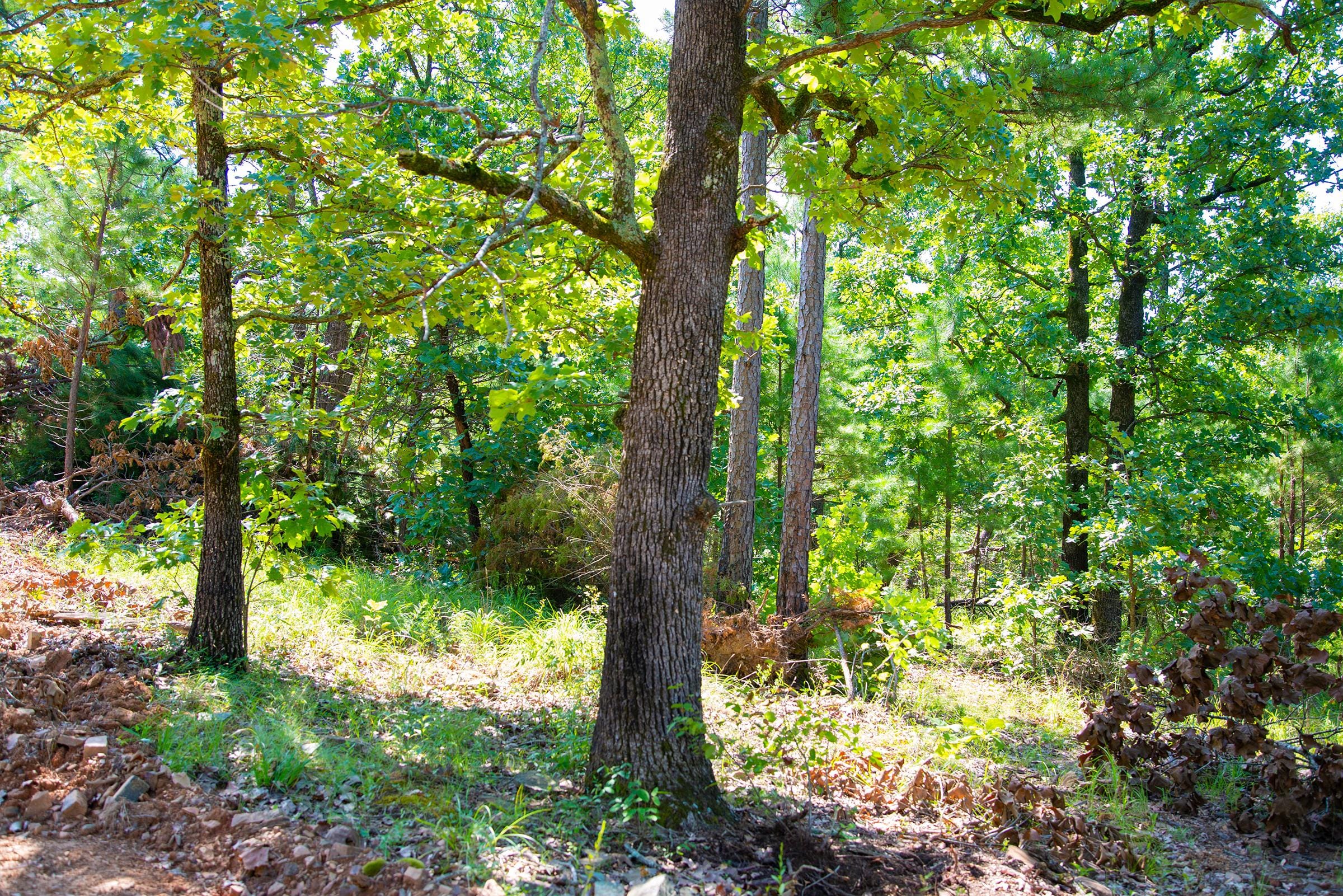 Tyler Stone Ranch Tract 74 photo 6