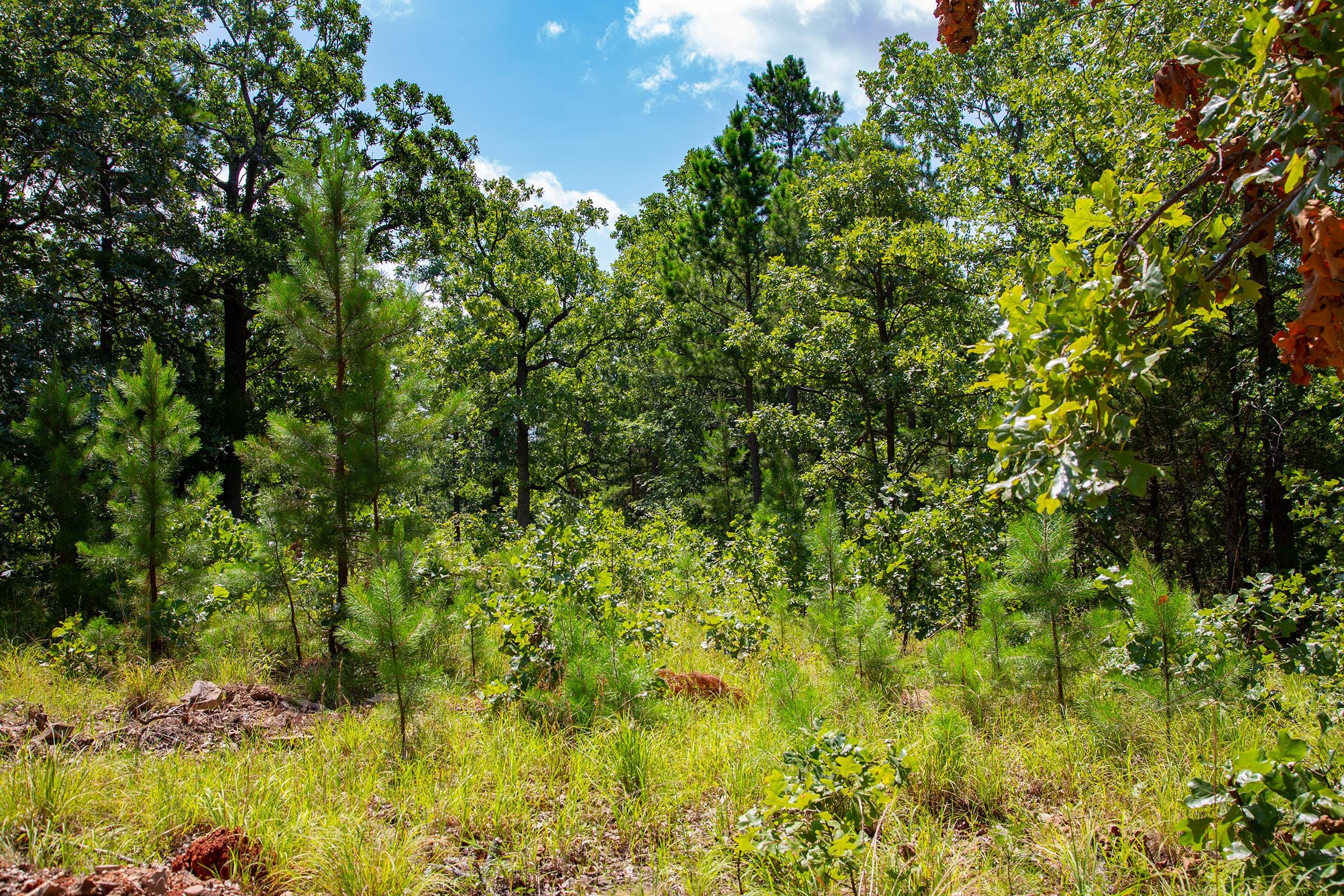 Tyler Stone Ranch Tract 74 photo 4