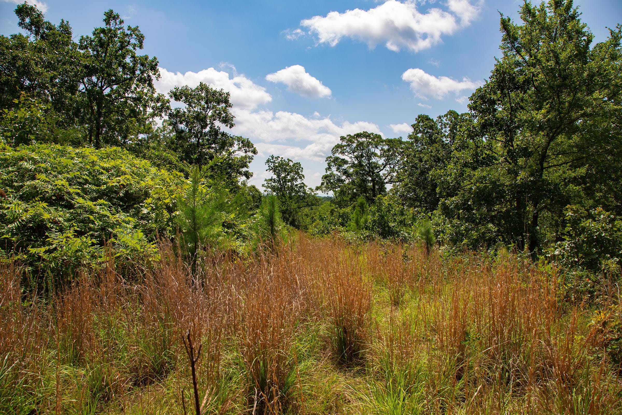 Tyler Stone Ranch Tract 74 photo 8