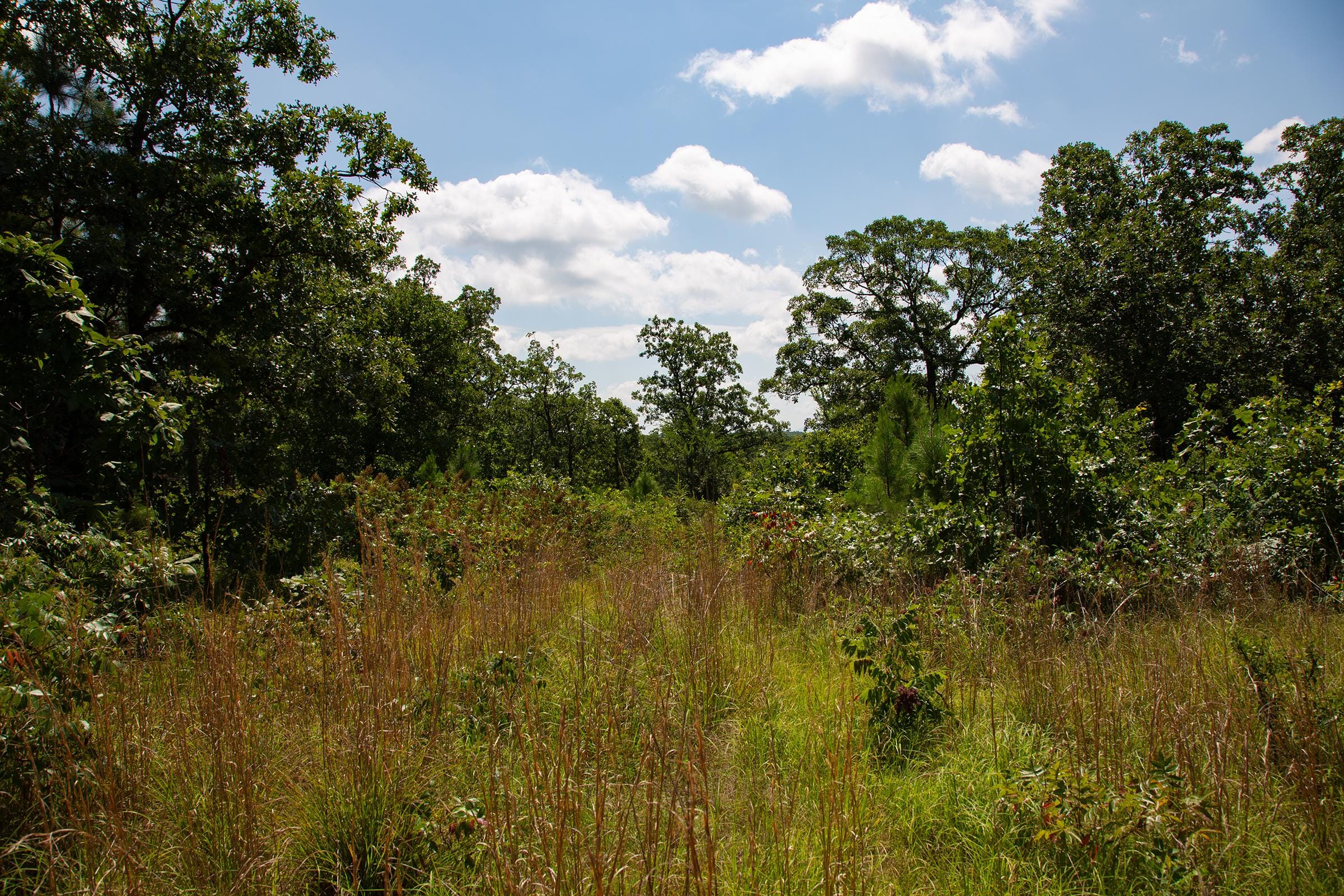 Tyler Stone Ranch Tract 74 photo 11