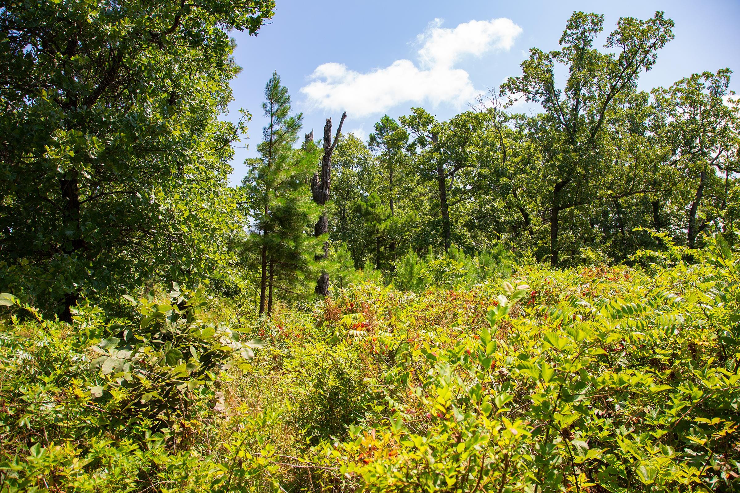 Tyler Stone Ranch Tract 74 photo 10
