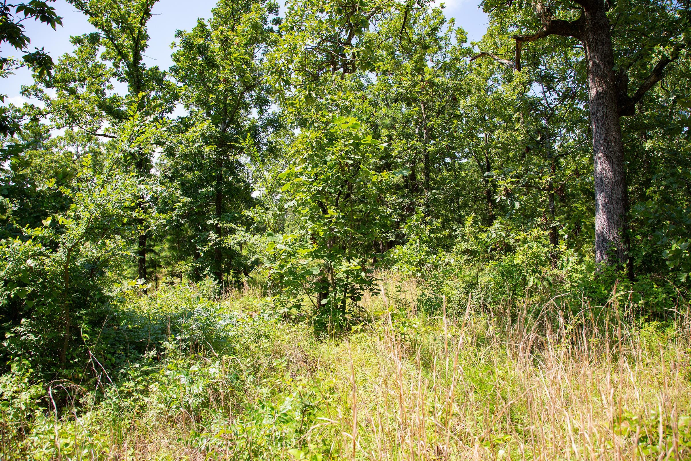 Tyler Stone Ranch Tract 74 photo 13