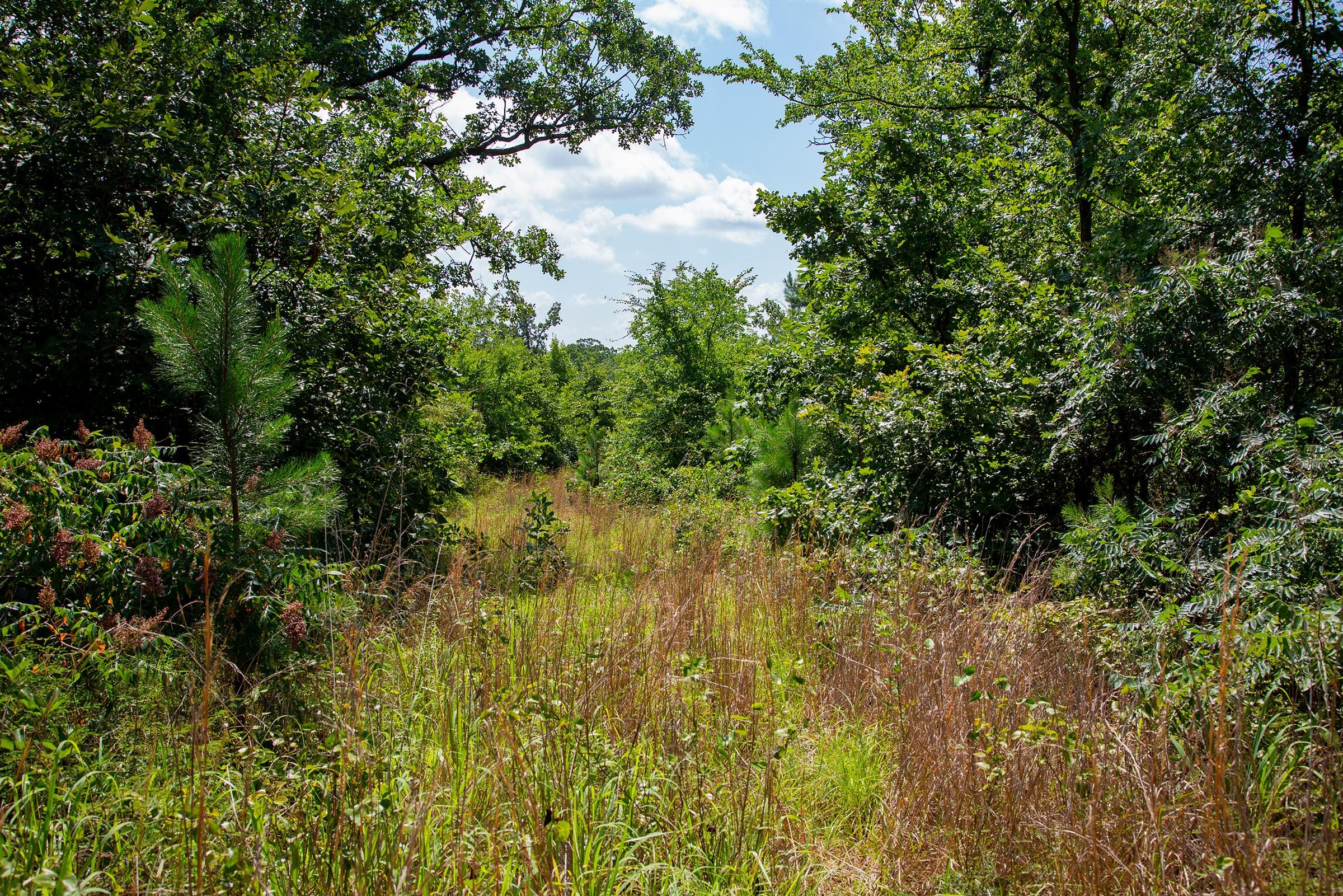 Tyler Stone Ranch Tract 74 photo 1