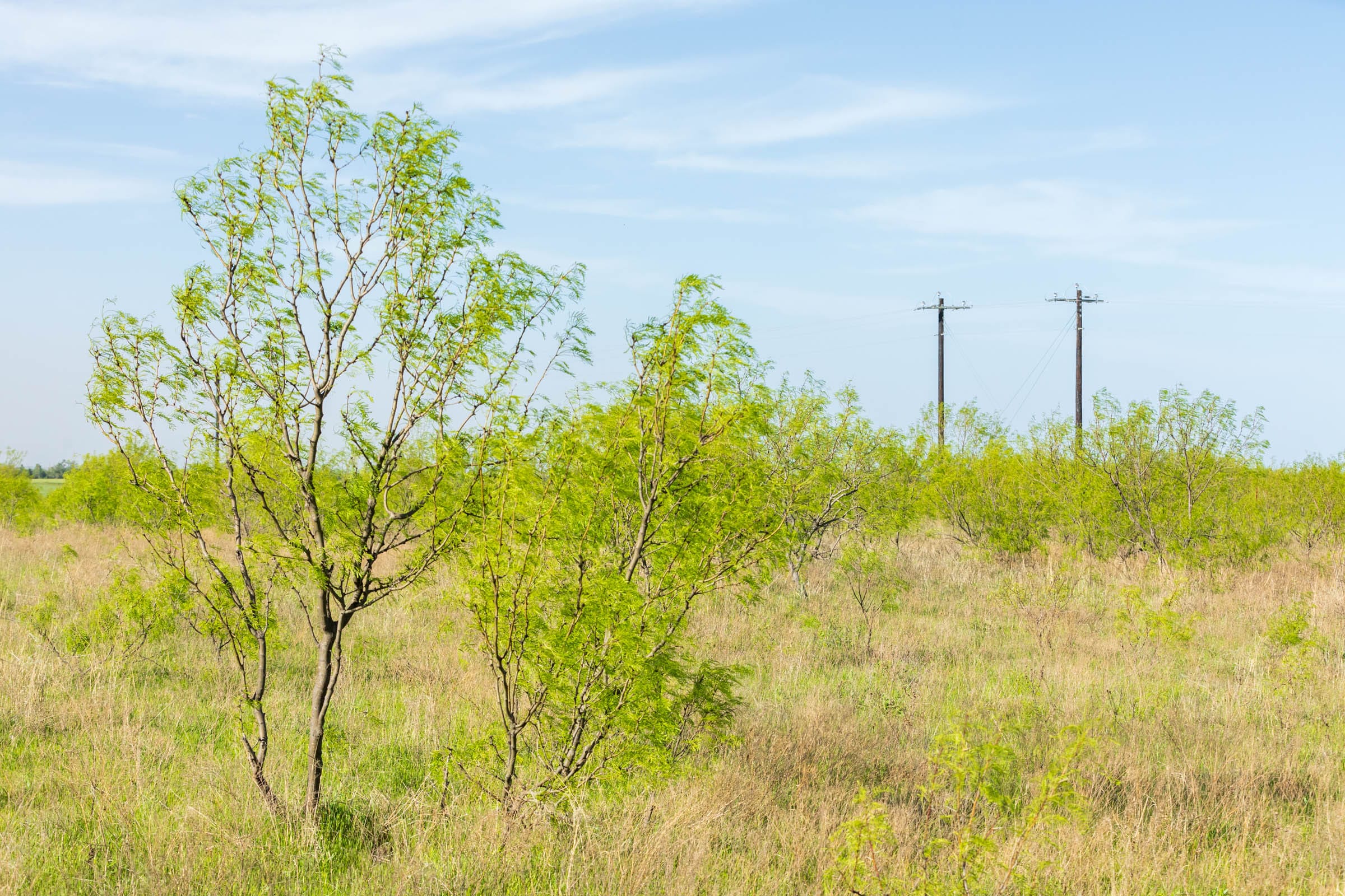 Hackberry Fields Tract 14 photo 5