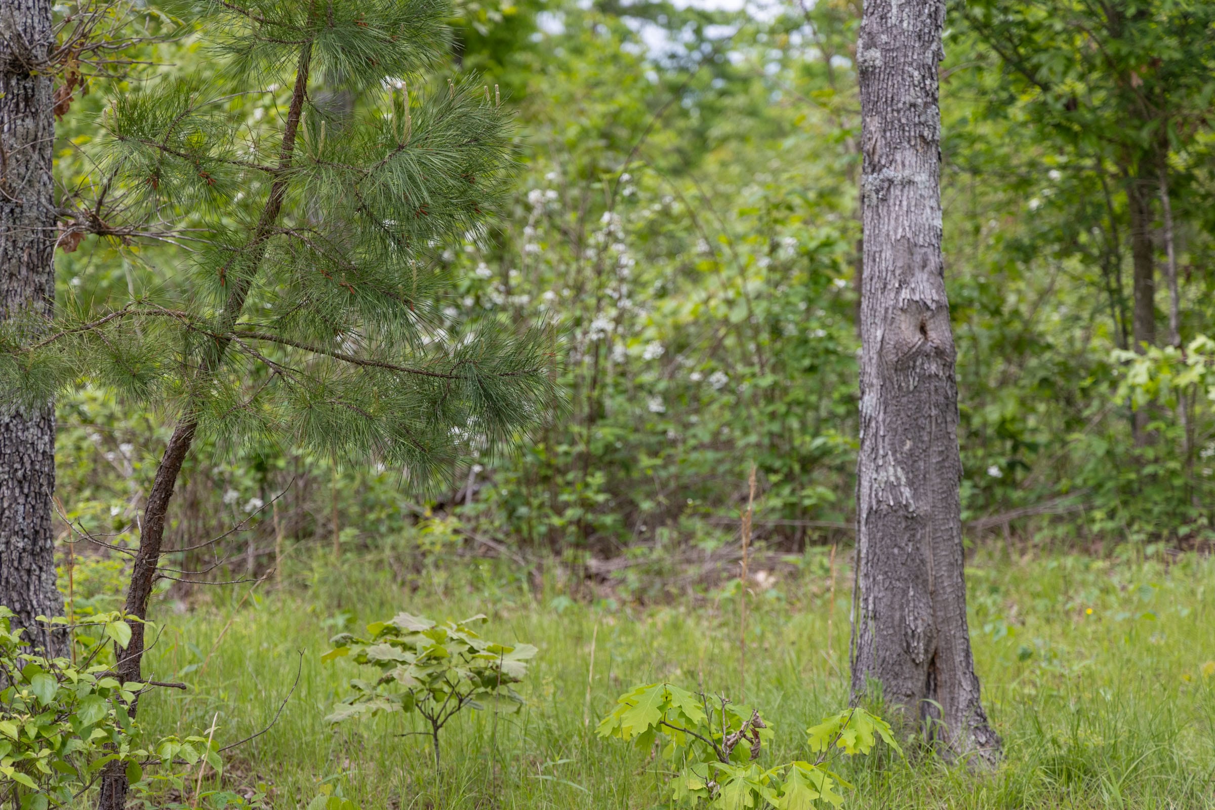 Sleepy Hollow Phase II Tract 76 photo 12