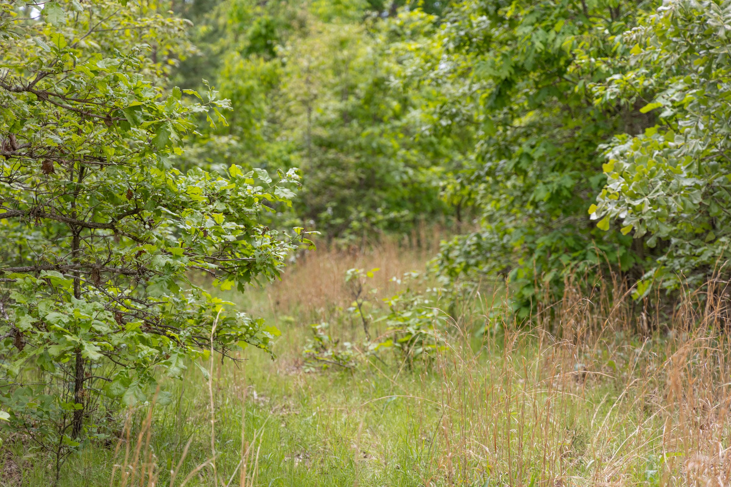 Sleepy Hollow Phase II Tract 76 photo 11