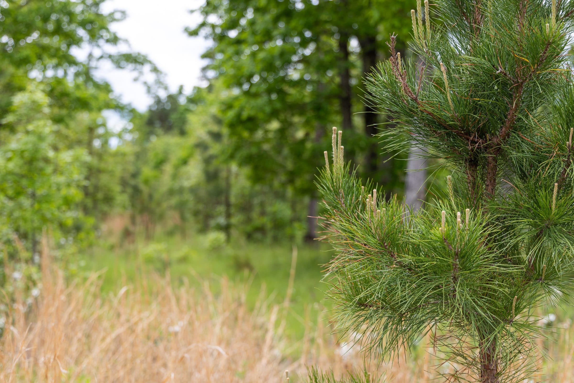 Sleepy Hollow Phase II Tract 76 photo 10