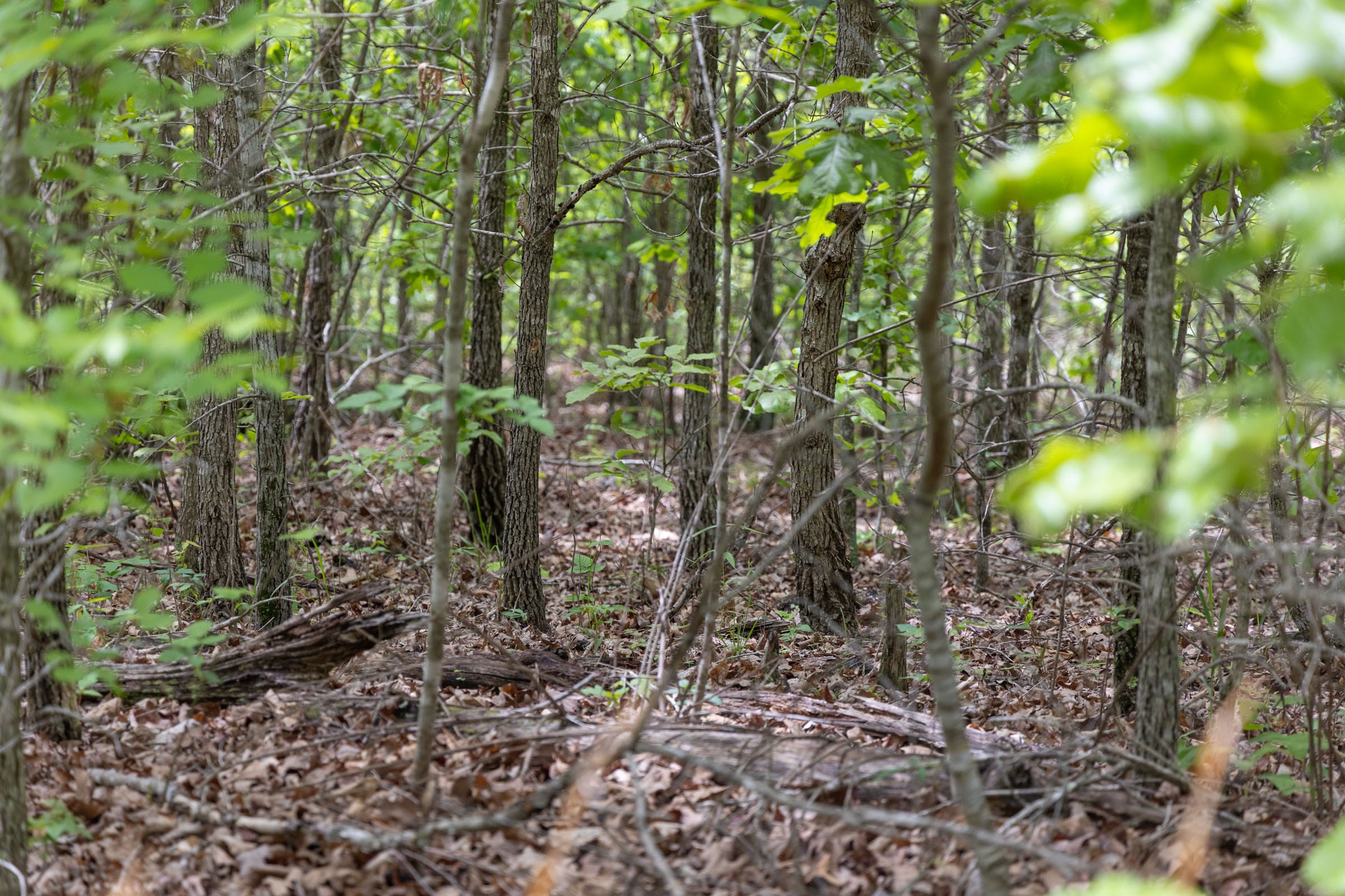 Sleepy Hollow Phase II Tract 76 photo 4