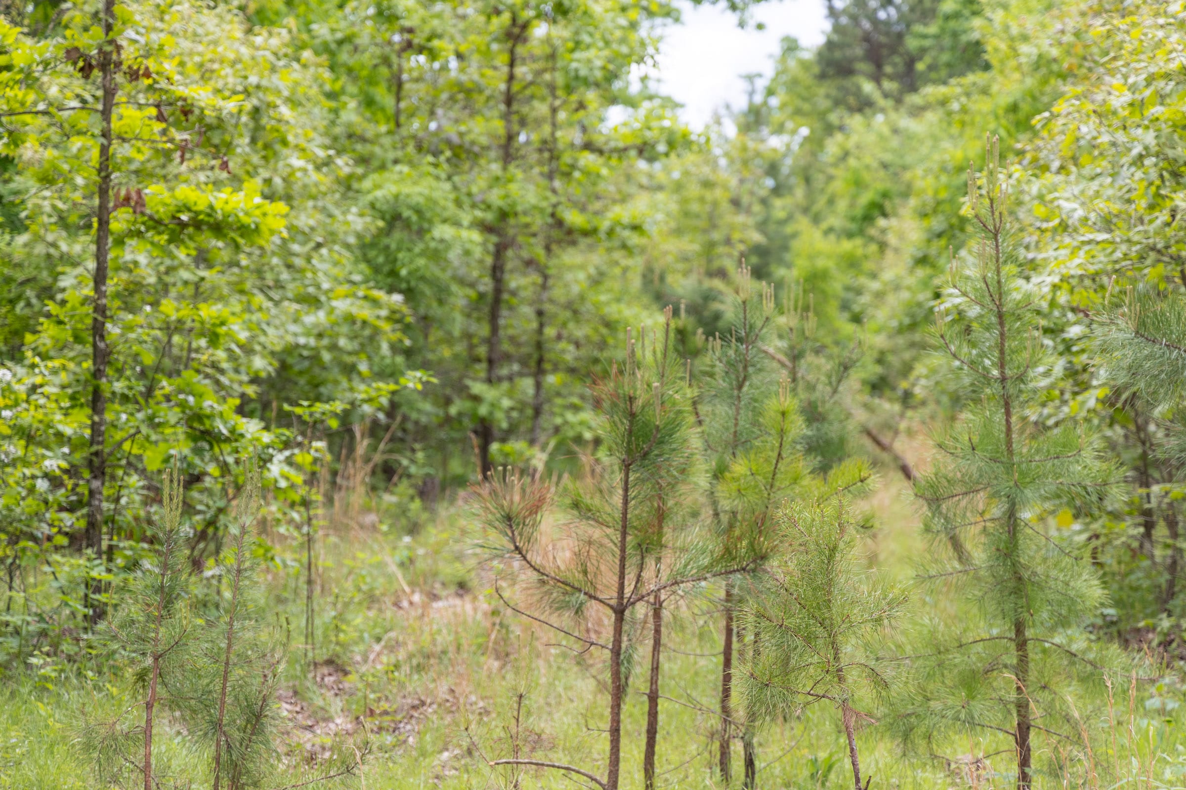 Sleepy Hollow Phase II Tract 76 photo 7