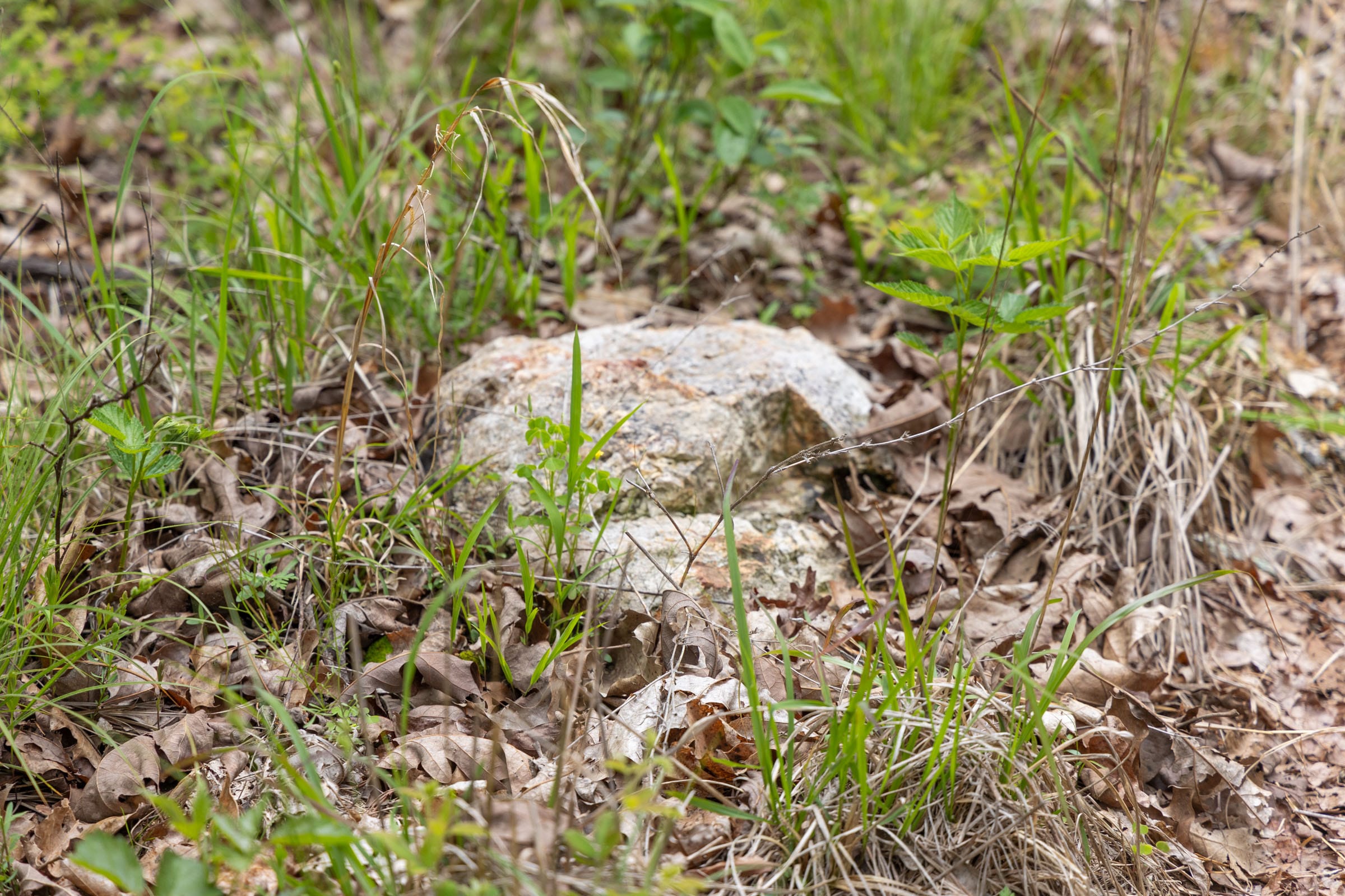 Sleepy Hollow Phase II Tract 76 photo 6