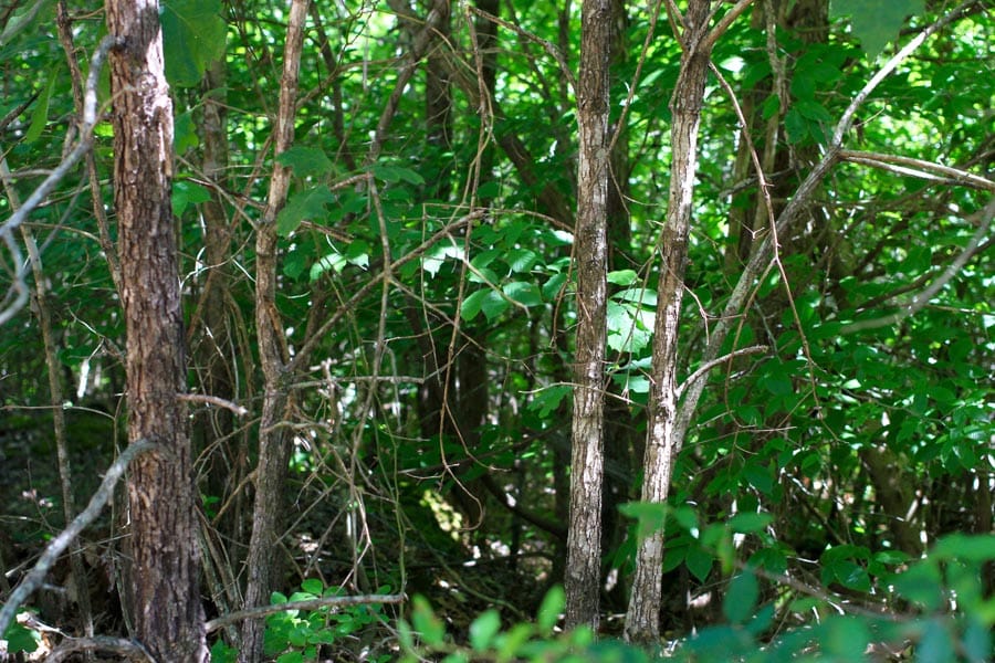 Hickory Hill Ranch Tract 7 photo 5
