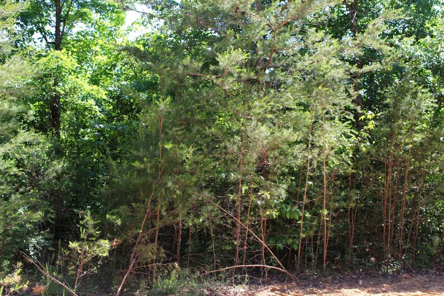 Hickory Hill Ranch Tract 7 photo 7
