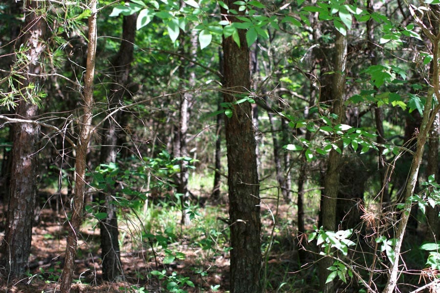 Hickory Hill Ranch Tract 7 photo 10
