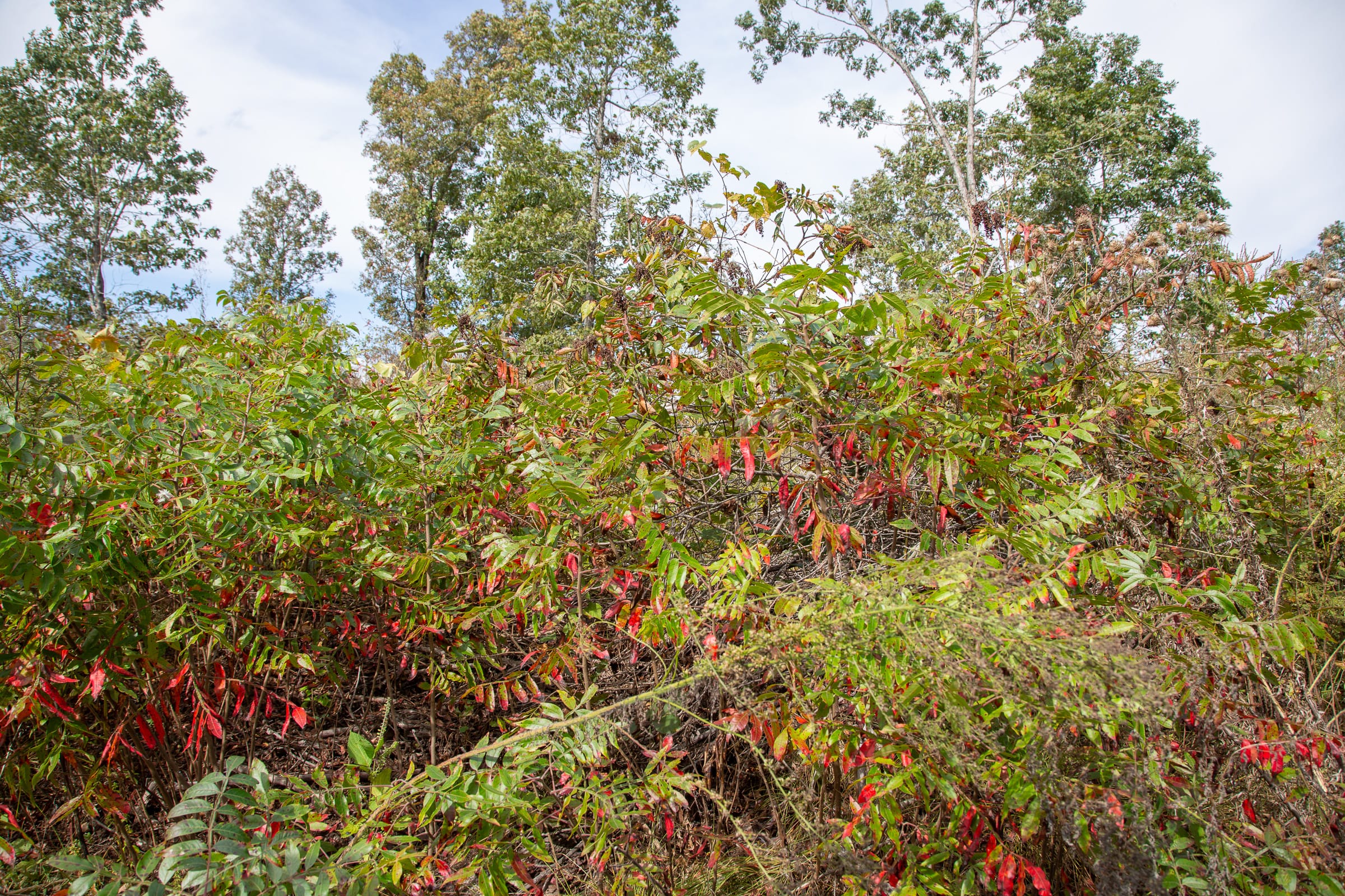 Borgmann’s Hollow Phase IV Tract 121 photo 2