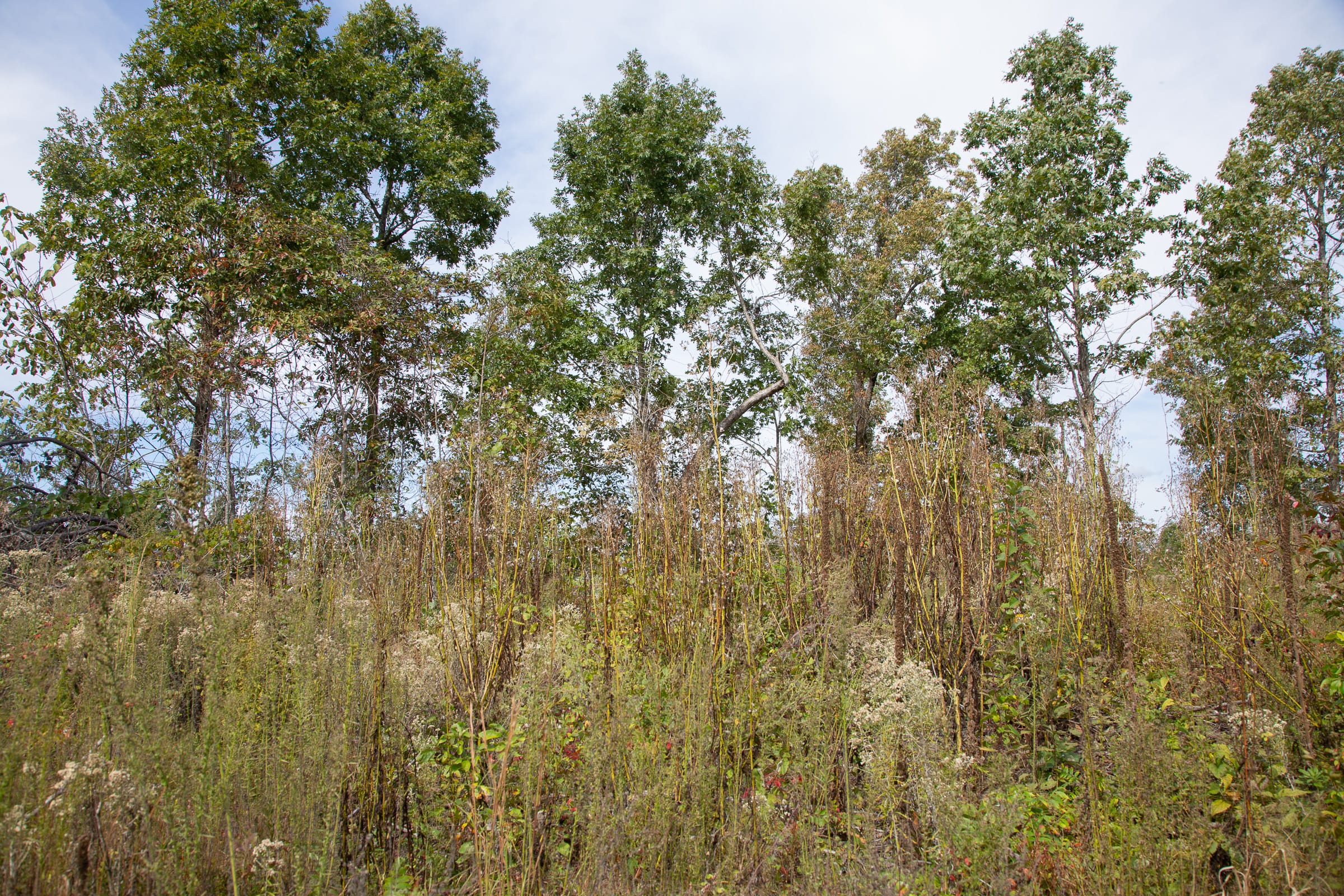 Borgmann’s Hollow Phase IV Tract 121 photo 3