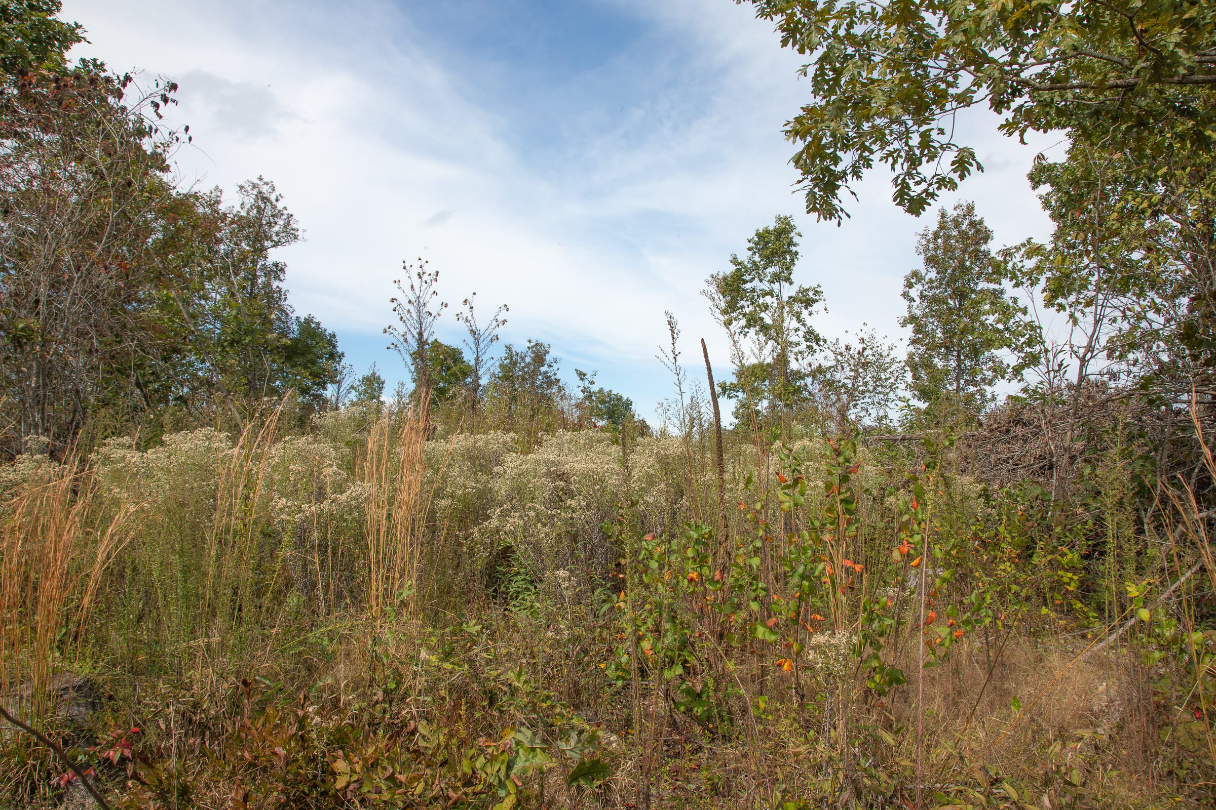 Borgmann’s Hollow Phase IV Tract 121 photo 4
