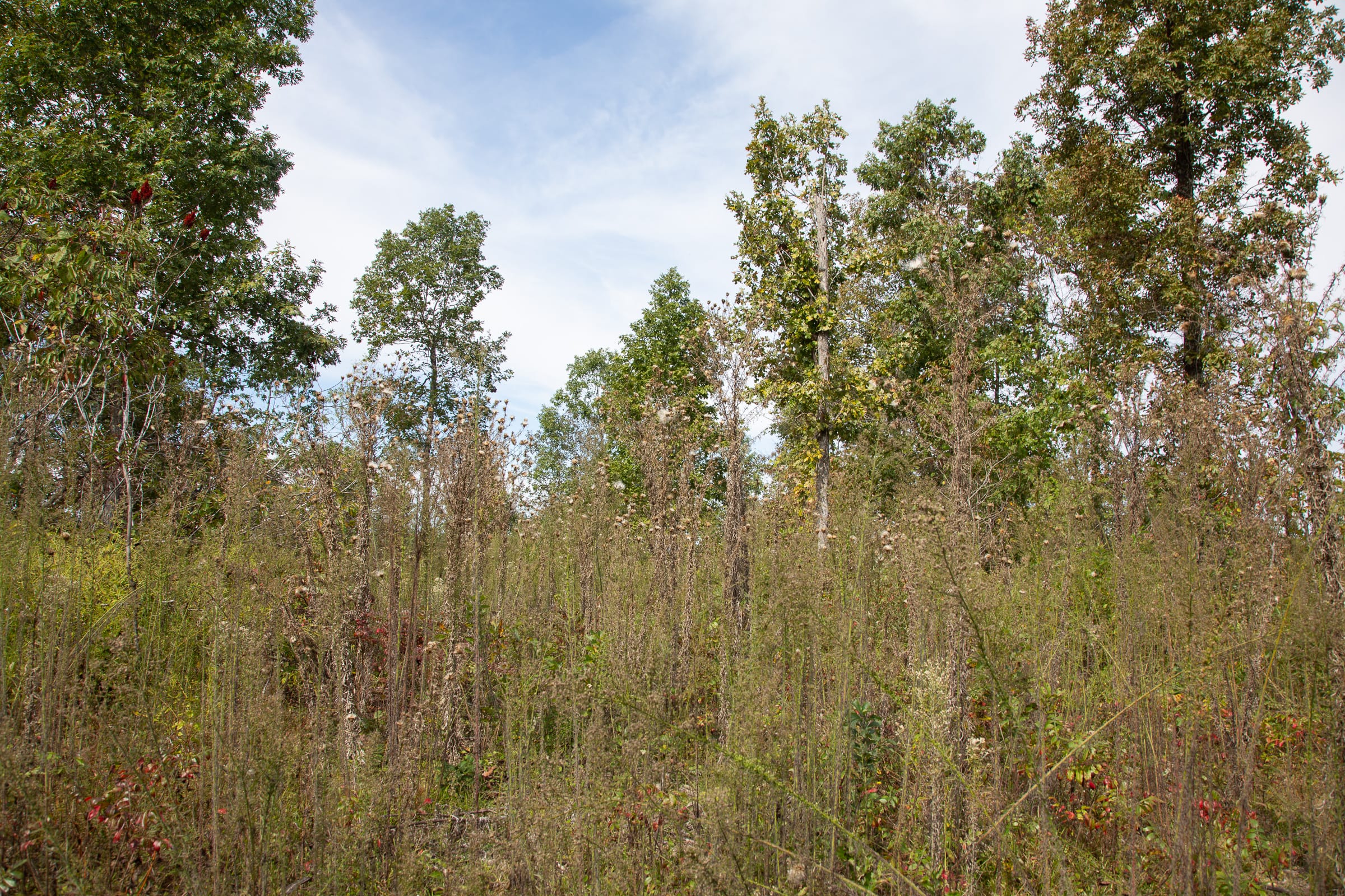 Borgmann’s Hollow Phase IV Tract 121 photo 5