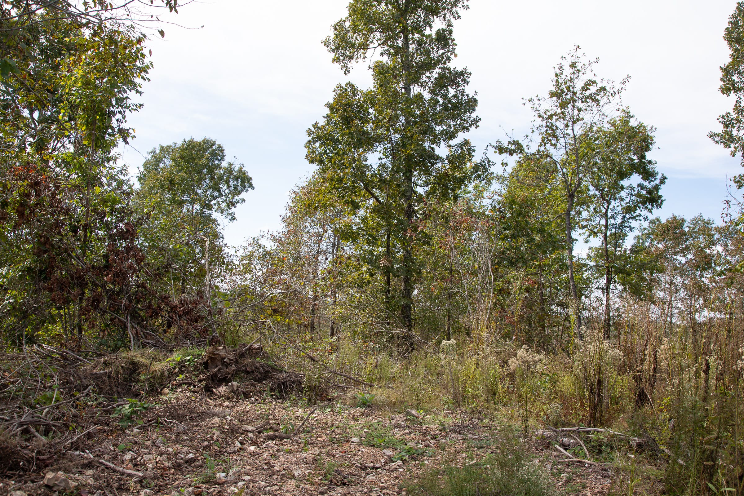 Borgmann’s Hollow Phase IV Tract 121 photo 7
