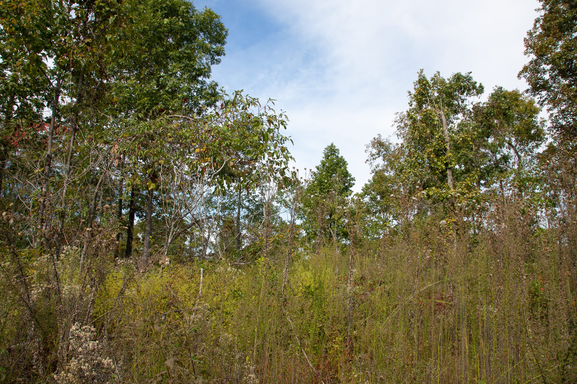Borgmann’s Hollow Phase IV Tract 121 photo 8