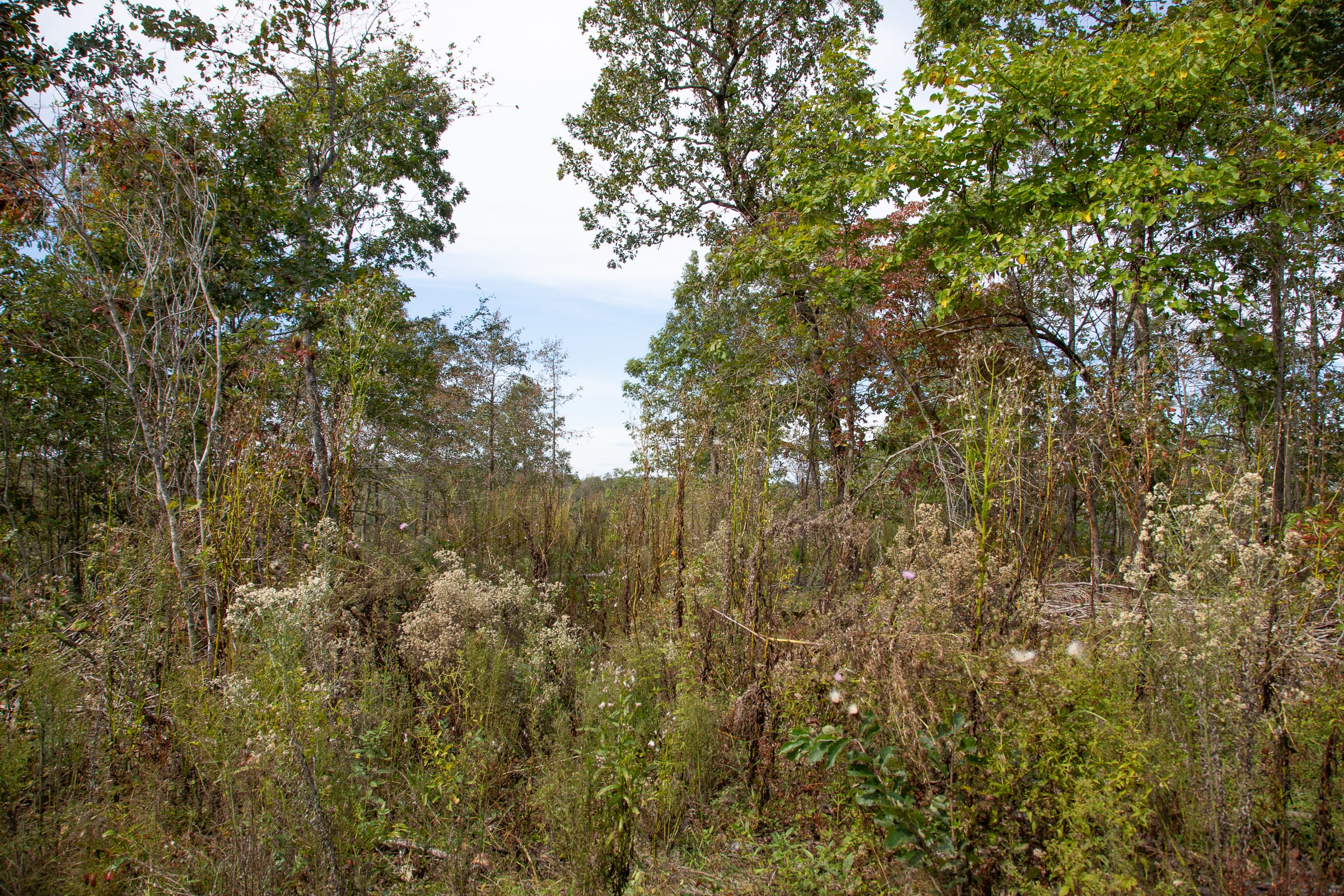 Borgmann’s Hollow Phase IV Tract 121 photo 9