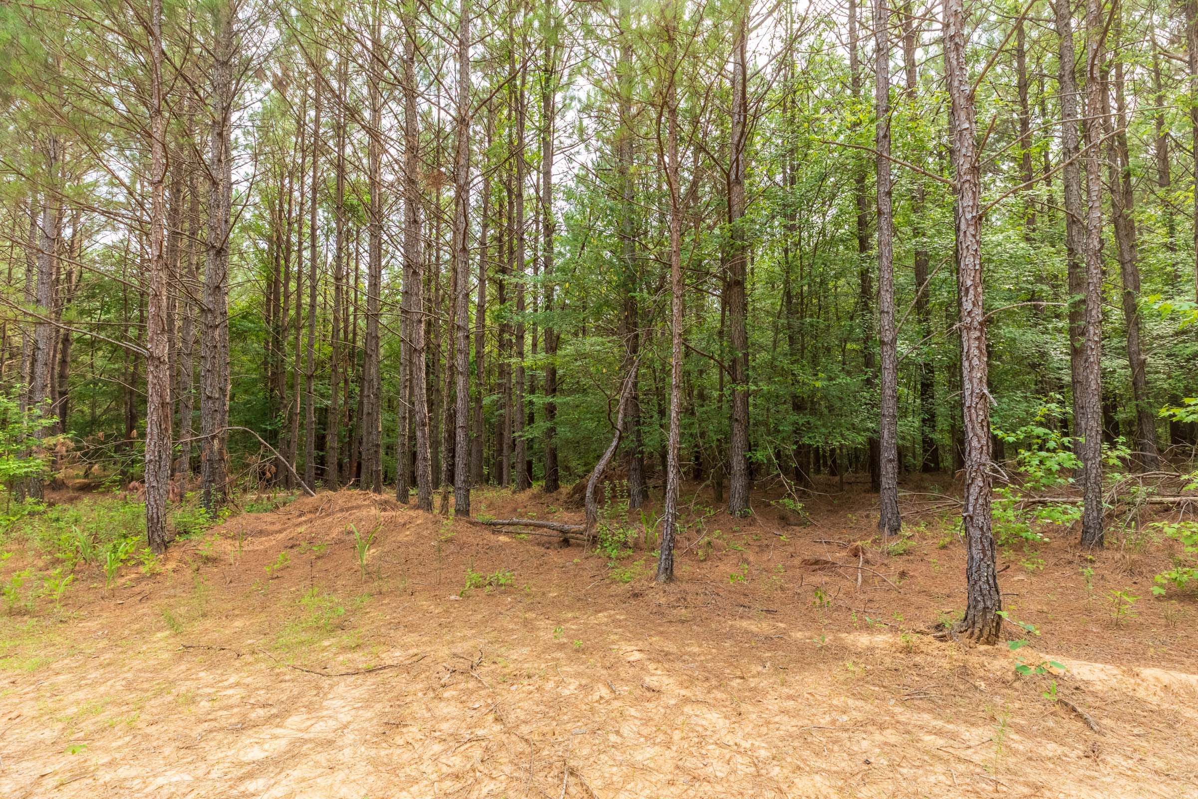 Whiskey Ridge Tract 20 photo 2