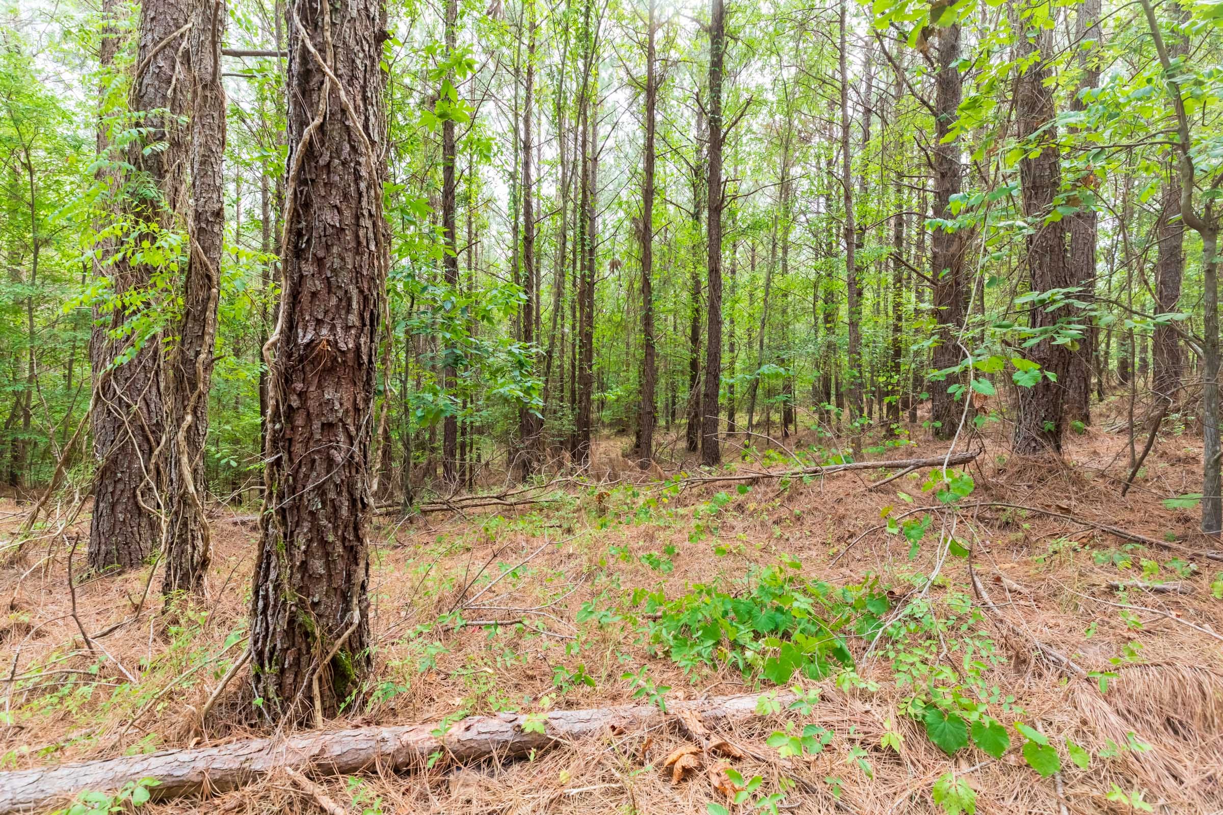 Whiskey Ridge Tract 20 photo 3