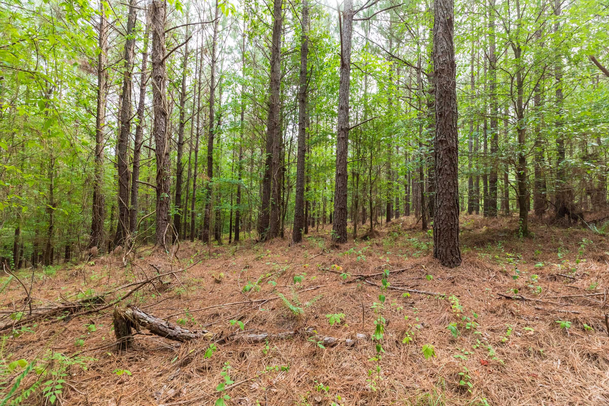 Whiskey Ridge Tract 20 photo 4